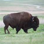 Fort Niobrara National Wildlife Refuge